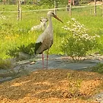 度假居 Rancho „czajone Na Pigwowcu”