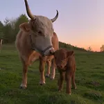 Rancho „czajone Na Pigwowcu” 度假居