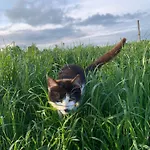 度假居 Rancho „czajone Na Pigwowcu” *