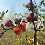 Rancho „czajone Na Pigwowcu”