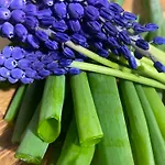 Rancho „czajone Na Pigwowcu”