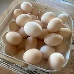 Rancho „czajone Na Pigwowcu” 度假居 Lelkowo