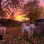 Rancho „czajone Na Pigwowcu” 度假居 Lelkowo