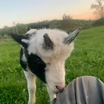 度假居 Rancho „czajone Na Pigwowcu”