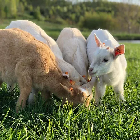 Rancho „czajone Na Pigwowcu”