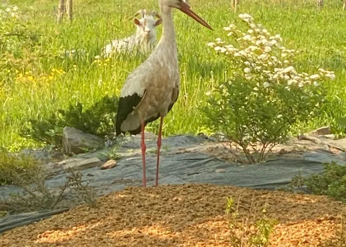 Дом отдыха Rancho „czajone Na Pigwowcu”