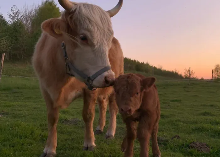 Rancho „czajone Na Pigwowcu” Дом отдыха