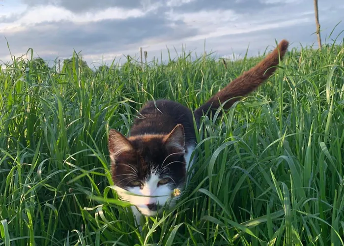 Дом отдыха Rancho „czajone Na Pigwowcu” *