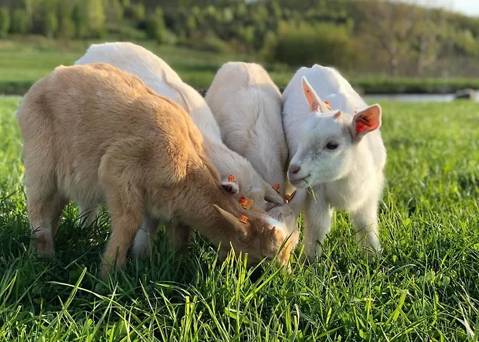 Rancho „czajone Na Pigwowcu”