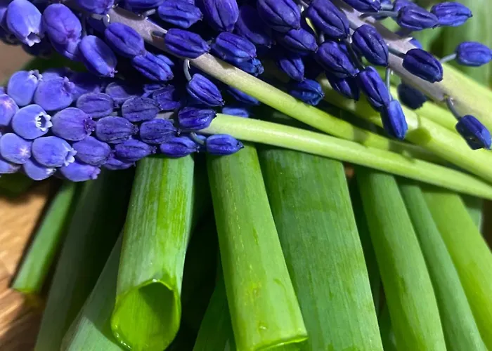 Rancho „czajone Na Pigwowcu”