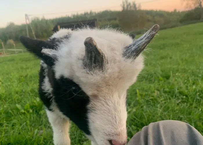 Дом отдыха Rancho „czajone Na Pigwowcu”